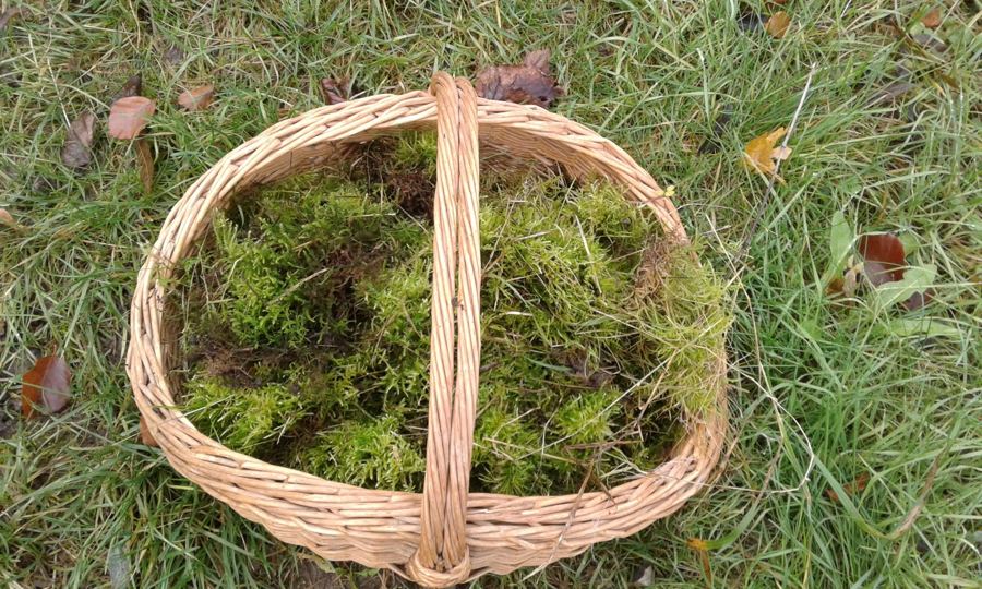 Weidenkorb voller Moos auf herbstlichem Gras